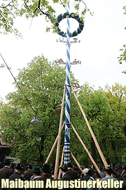 neuer Maibaum Augustinerkeller 2016 (Foto: Martin Schmitz)